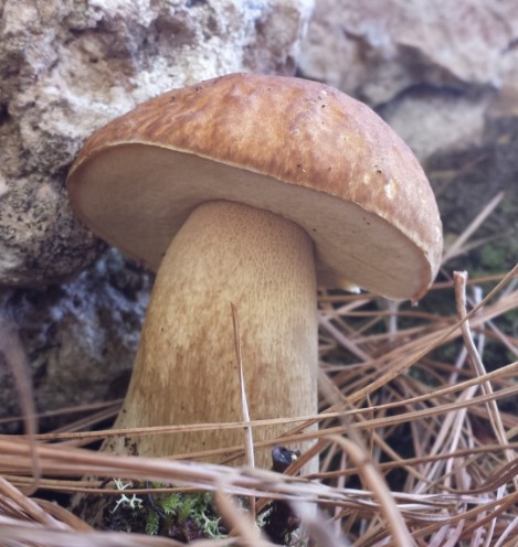 Pilz