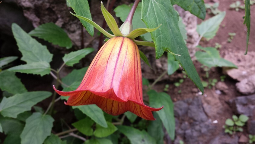 Blüte der Glockenblume