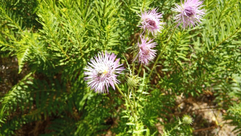 Distel