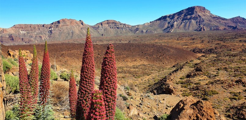 Am Fusse des Teide im Frühling