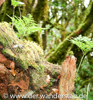 Farne Im Wald