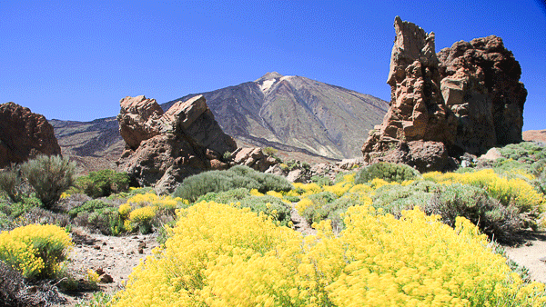 Am Fusse des Teide im Frühling