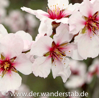 Prachtvolle Mandelblüte