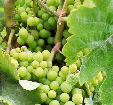 Das wird ein guter Wein